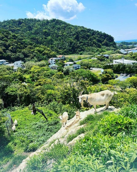 館山に住み漁師、猟師としても活動する川邊氏。ヤギも放牧している(川邊氏提供) 館山に住み漁師、猟師としても活動する川邊氏。ヤギも放牧している(川邊氏提供)