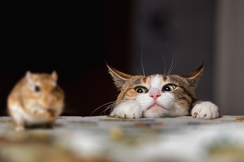 （写真：Northern life／stock.adobe.com）