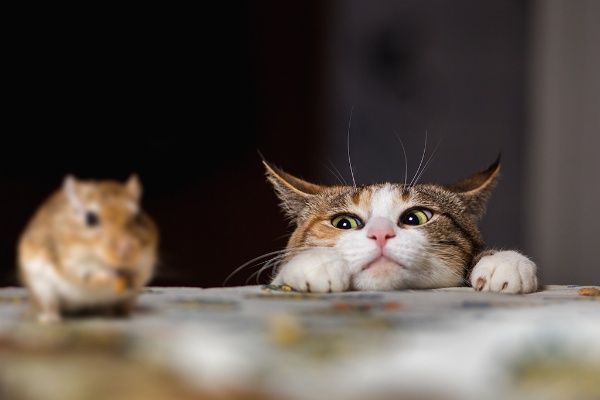 (写真:Northern life/stock.adobe.com)