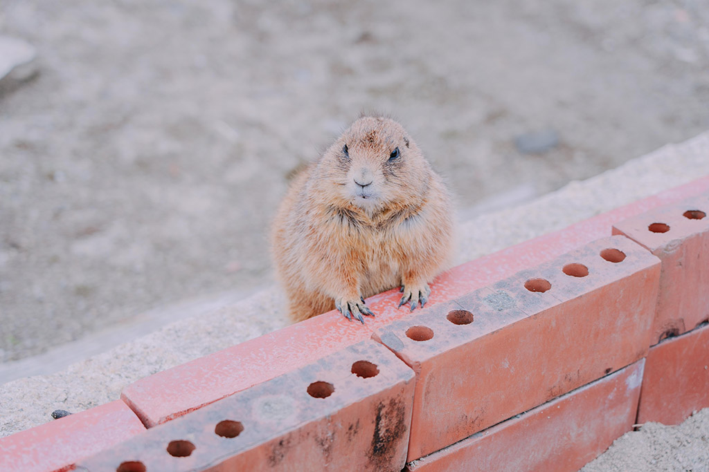 （写真：Taiki／stock.adobe.com）
