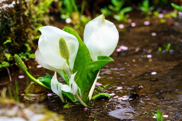 (写真:Wakko/stock.adobe.com)