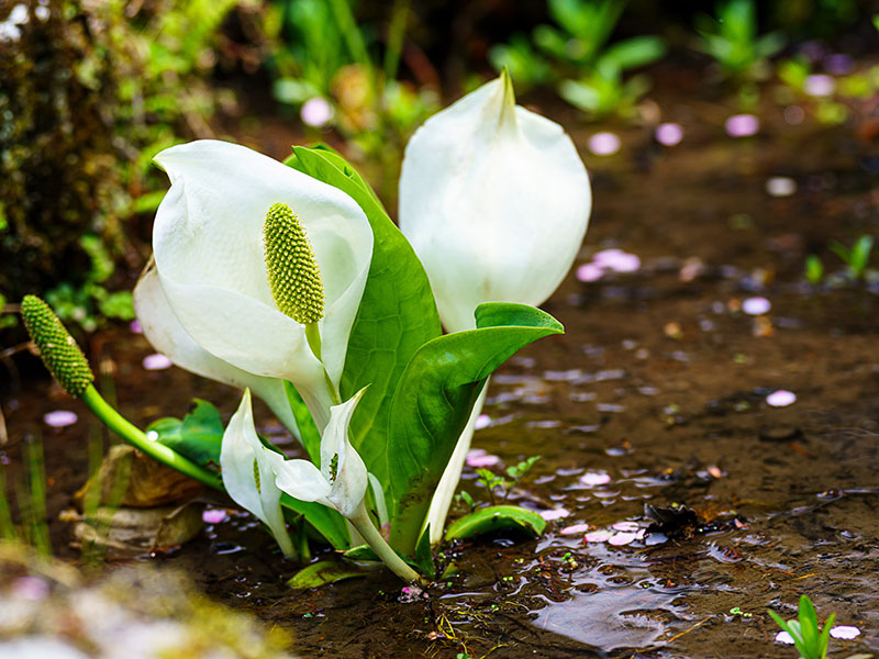 五感を通して感性を調律する