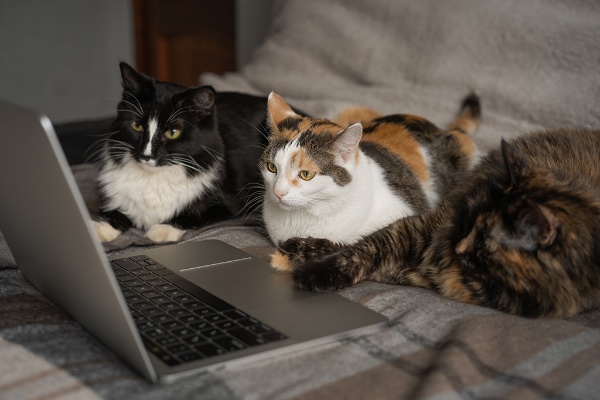 (写真:Evgenia Terekhova/stock.adobe.com) (写真:Evgenia Terekhova/stock.adobe.com)