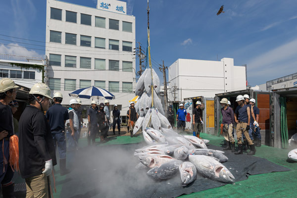 長い航海の間に釣り上げたマグロ。マグロのような巨大魚を釣り上げるには、チームワークも欠かせない（写真＝小林 淳）