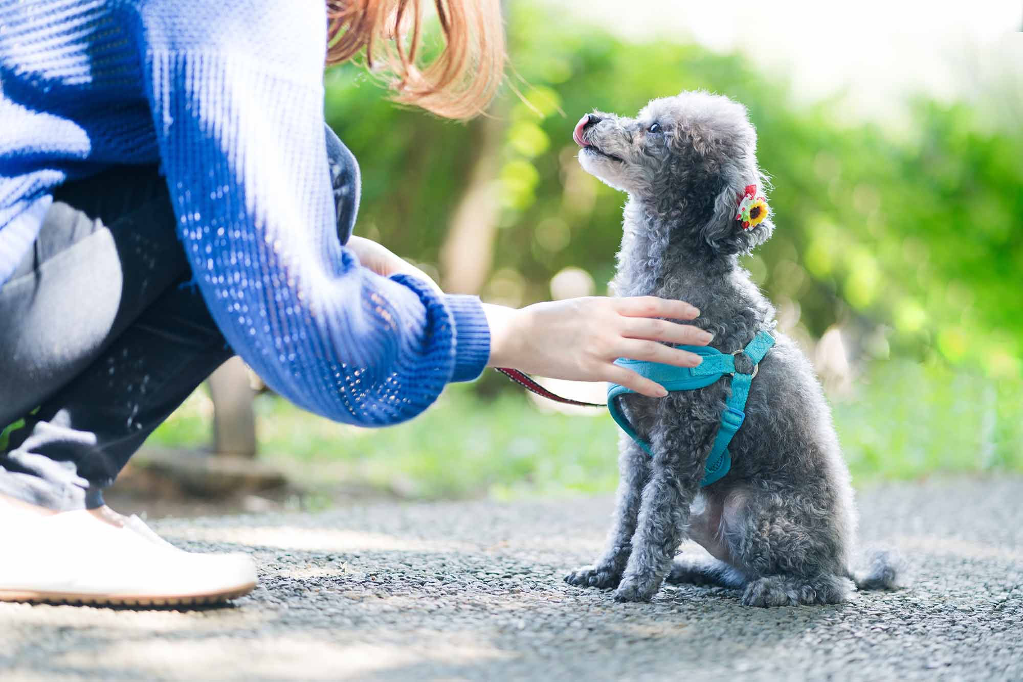 飼い犬を子どものように見立てるのは、親としての役割を演じたいから（写真：aijiro／stock.adobe.com）
