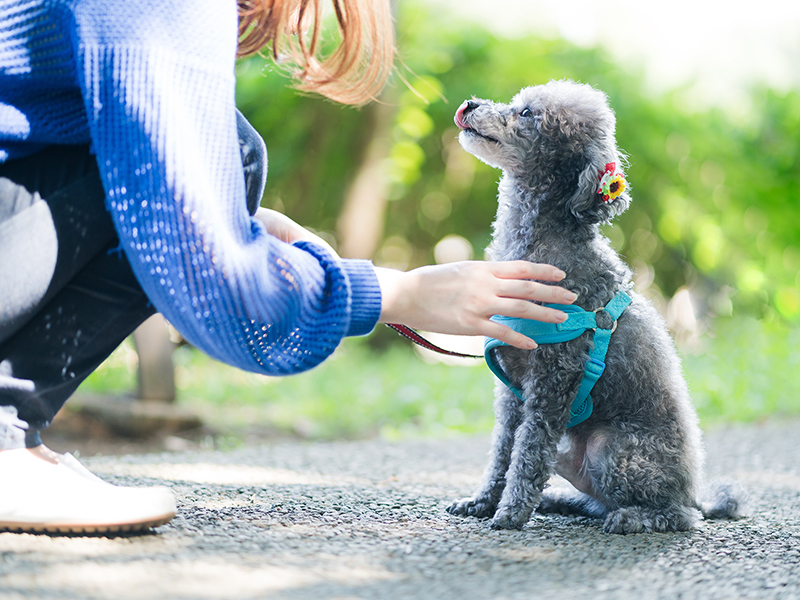 なぜ犬を幼稚園に？　現場からアイデアを拾うコツ