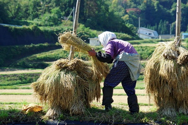 コメの増産に向け農家の労働力確保が課題に(写真はイメージ)(写真:kelly marken/stock.adobe.com) コメの増産に向け農家の労働力確保が課題に(写真はイメージ)(写真:kelly marken/stock.adobe.com)