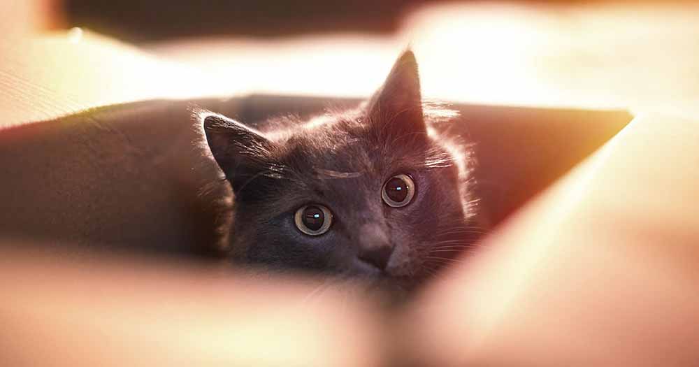 （画像：AlexGo／stock.adobe.com）