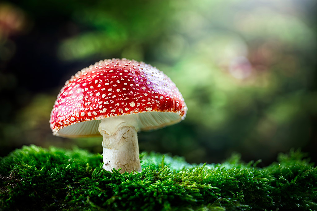毒きのこの「毒」は自分の身を守るための「善」（写真：Brian Jackson／stock.adobe.com）