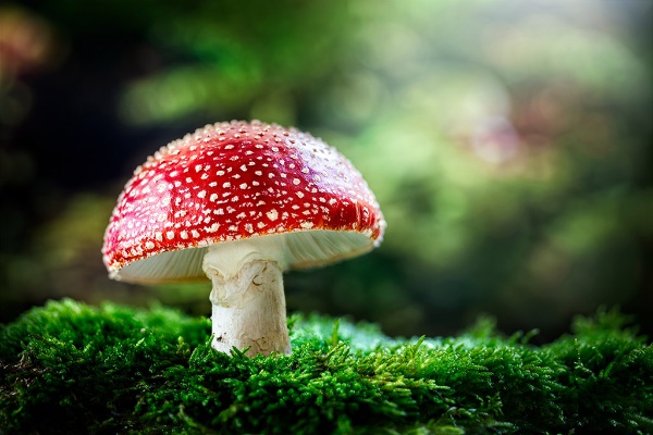 毒きのこの「毒」は自分の身を守るための「善」(写真:Brian Jackson/stock.adobe.com) 毒きのこの「毒」は自分の身を守るための「善」(写真:Brian Jackson/stock.adobe.com)