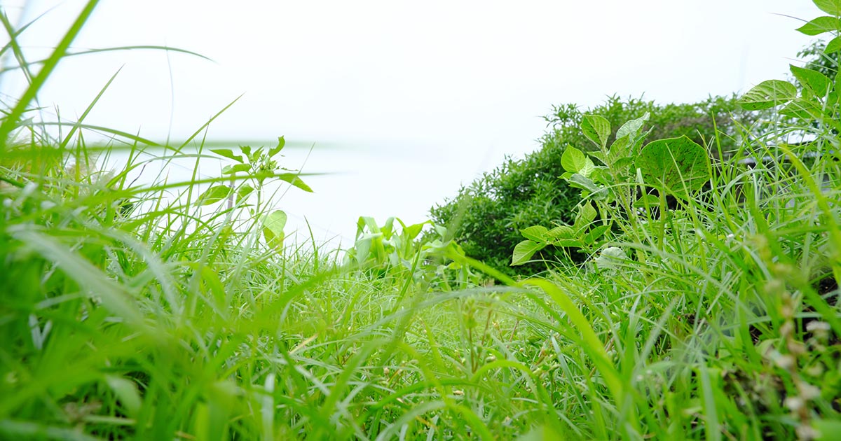 “草が刈られていない畑”のように、手付かずのまま過剰に育ってしまったAIへの期待。理想と現実のギャップの先にバブル崩壊の影が迫る（写真：v_0_0_v／stock.adobe.com）