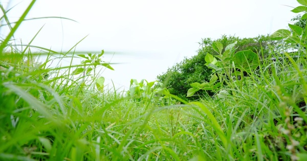 “草が刈られていない畑”のように、手付かずのまま過剰に育ってしまったAIへの期待。理想と現実のギャップの先にバブル崩壊の影が迫る(写真:v_0_0_v/stock.adobe.com) “草が刈られていない畑”のように、手付かずのまま過剰に育ってしまったAIへの期待。理想と現実のギャップの先にバブル崩壊の影が迫る(写真:v_0_0_v/stock.adobe.com)