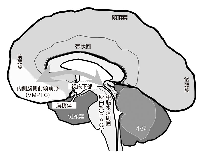 ■ 人の欲動に大きく関わる脳の部位