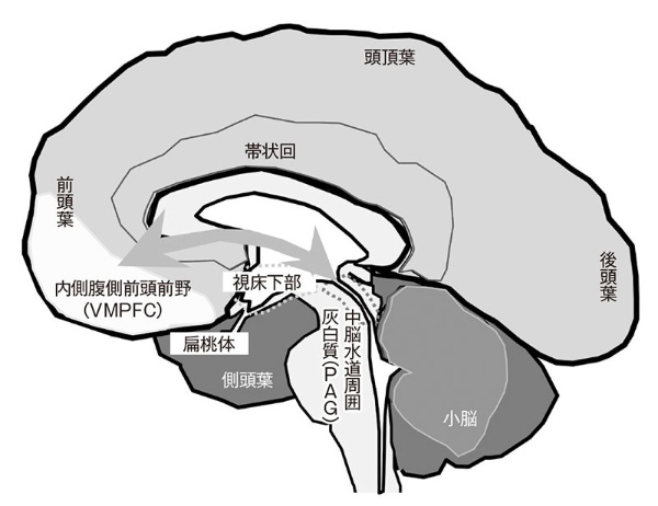■ 人の欲動に大きく関わる脳の部位