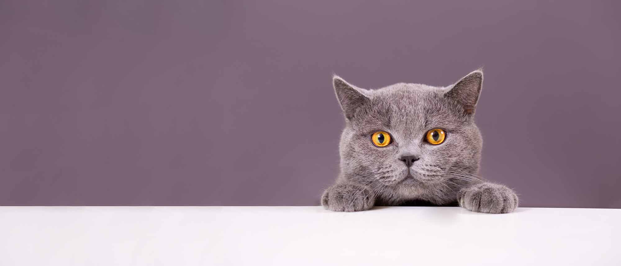 (写真:ViRusian/stock.adobe.com) (写真:ViRusian/stock.adobe.com)