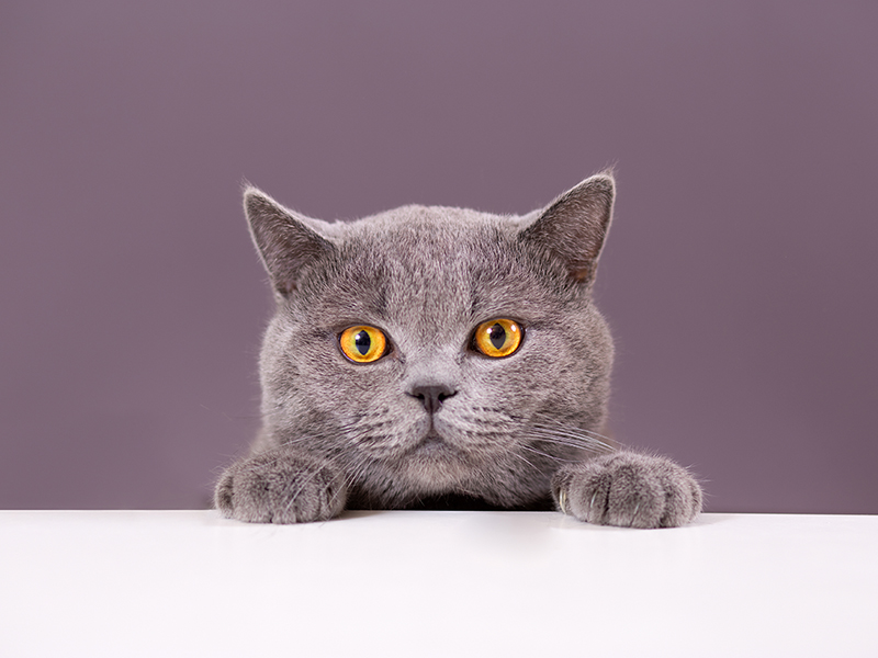 魅力的な人はブレない。選ばれる人の「自分軸」をつくる習慣