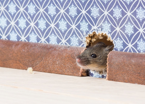 大量のチーズが消えたとき、ネズミは新しいチーズを探しに走り出したが、小人は現状にしがみついてしまう(写真/shutterstock) 大量のチーズが消えたとき、ネズミは新しいチーズを探しに走り出したが、小人は現状にしがみついてしまう(写真/shutterstock)