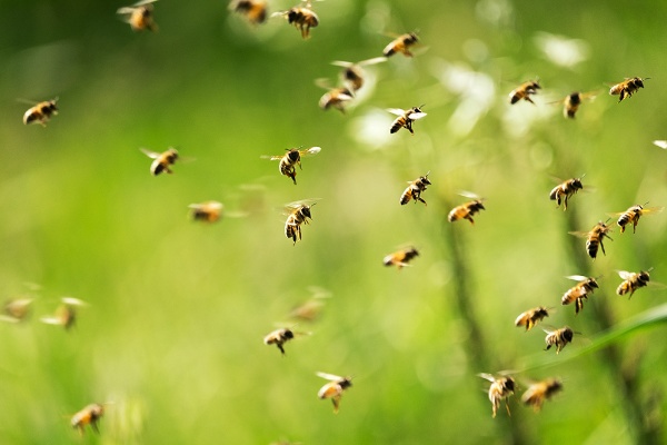 ハチは知能が高く「論理的な行動」をとるがゆえに深みにはまってしまう（写真／shutterstock）