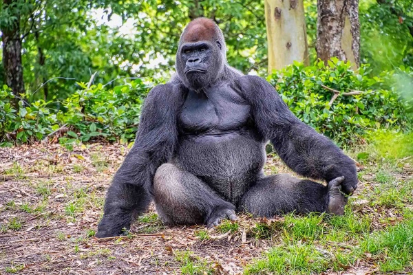 ゴリラと話ができるようになったら、直接訊いてみたいものだ(写真:russell102/stock.adobe.com)