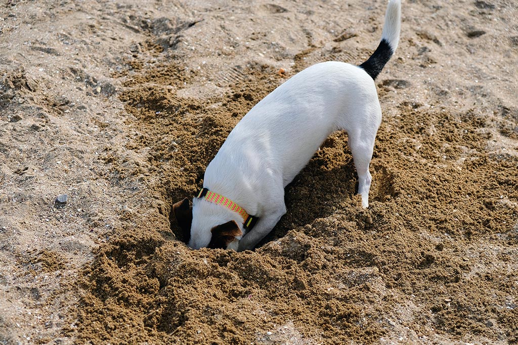(写真:dejah_thoris/stock.adobe.com) (写真:dejah_thoris/stock.adobe.com)