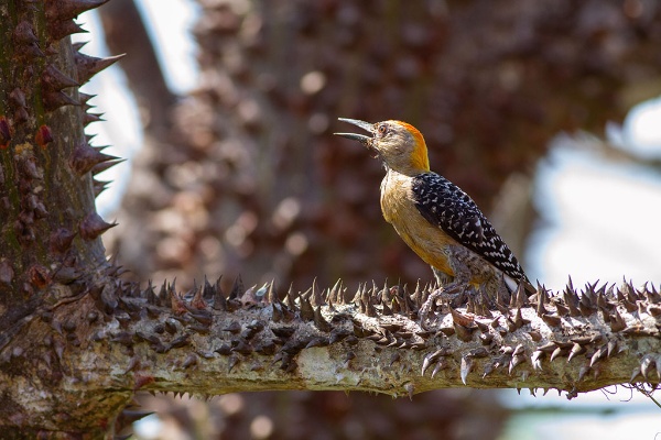 (写真:木村 隆/stock.adobe.com) (写真:木村 隆/stock.adobe.com)