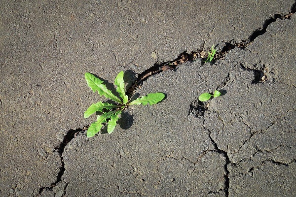 (写真:KSSM tomo/stock.adobe.com) (写真:KSSM tomo/stock.adobe.com)